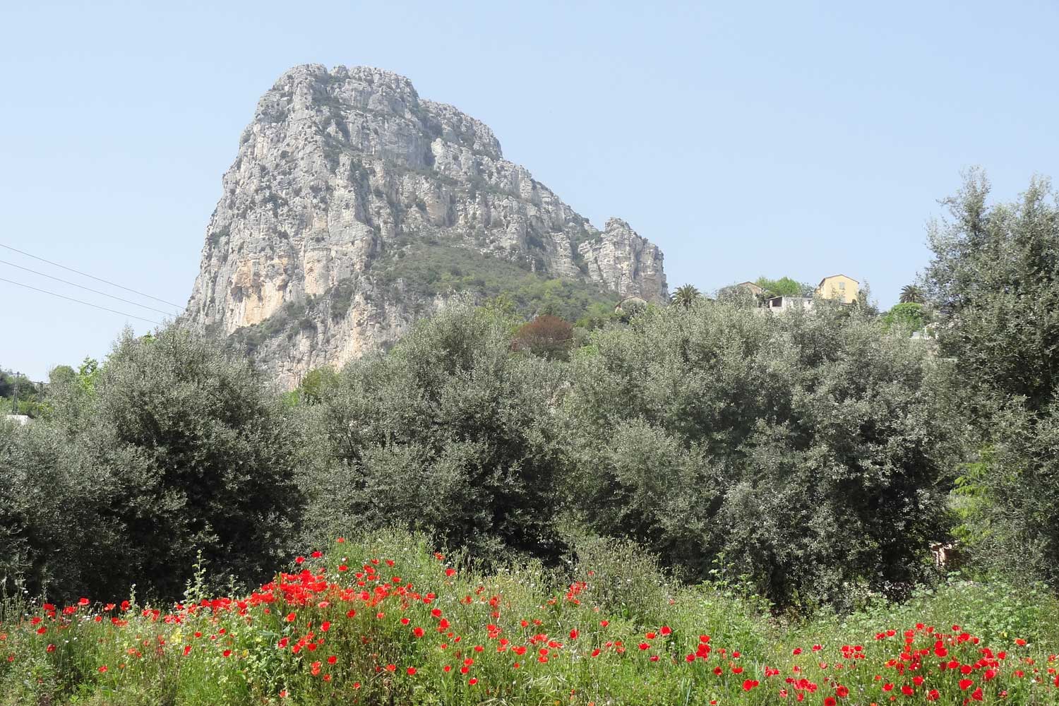 The poppies come out in the mid-season.